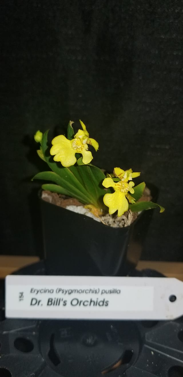 Erycina pusilla - Dr. Bill's Orchids, LLC