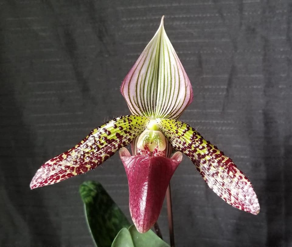 Paph Macrabre ChaCha - Dr. Bill's Orchids, LLC