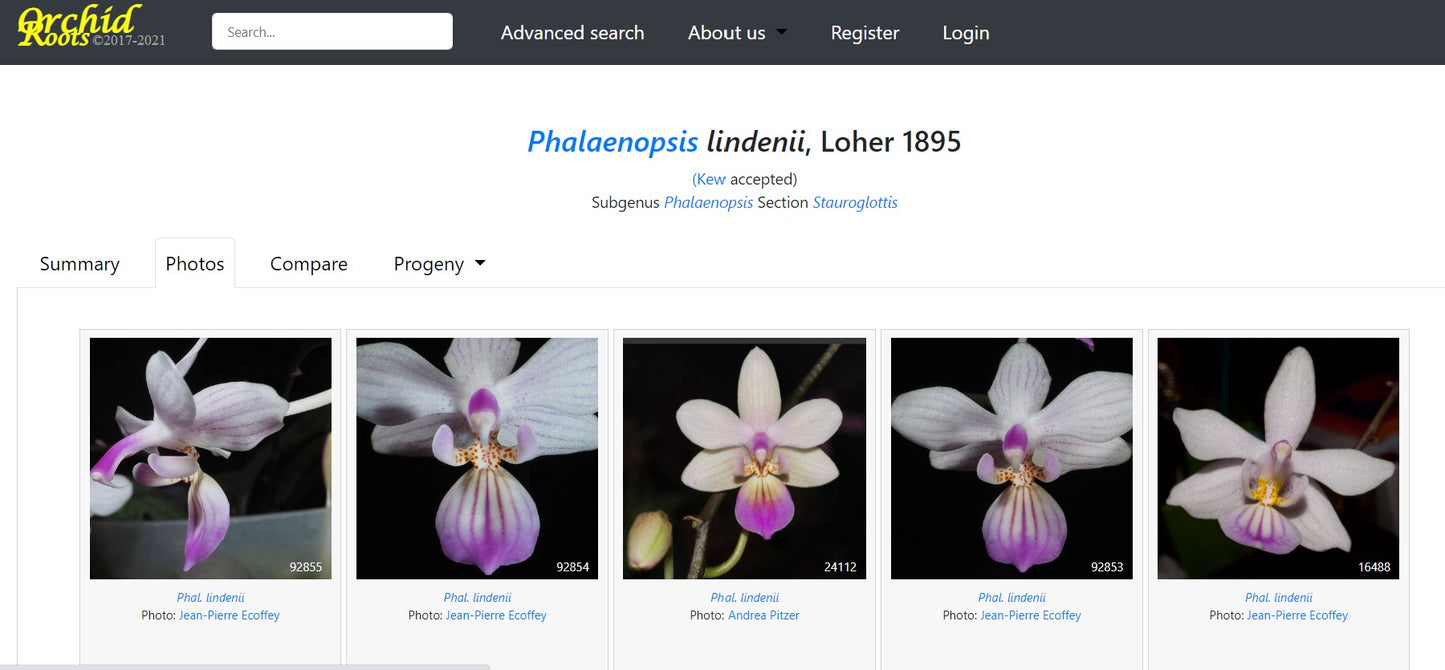 POM081 Phal (I-Hsin Venus x lindenii) - Dr. Bill's Orchids, LLC