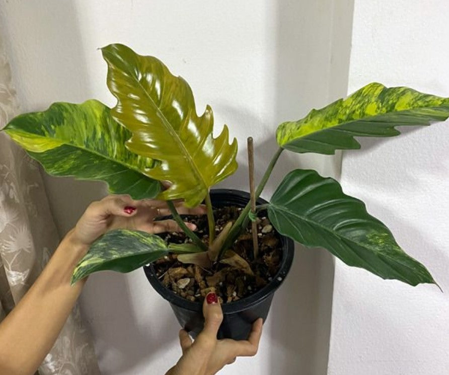 Philodendron Caramel Marble - Dr. Bill's Orchids, LLC