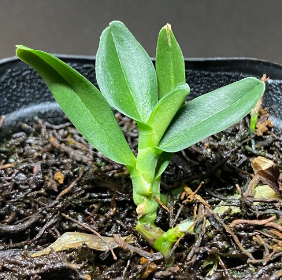 Angraecum bicallosum - Dr. Bill's Orchids, LLC