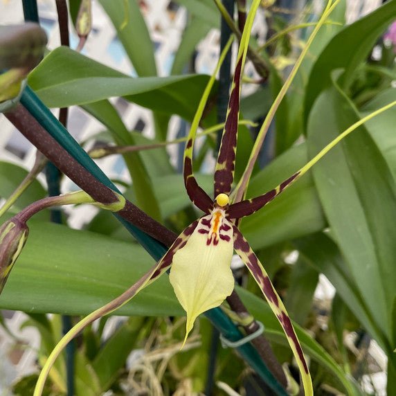 Brsdm. Kenneth Bivin 'Santa Barbara' AM/AOS - Dr. Bill's Orchids, LLC