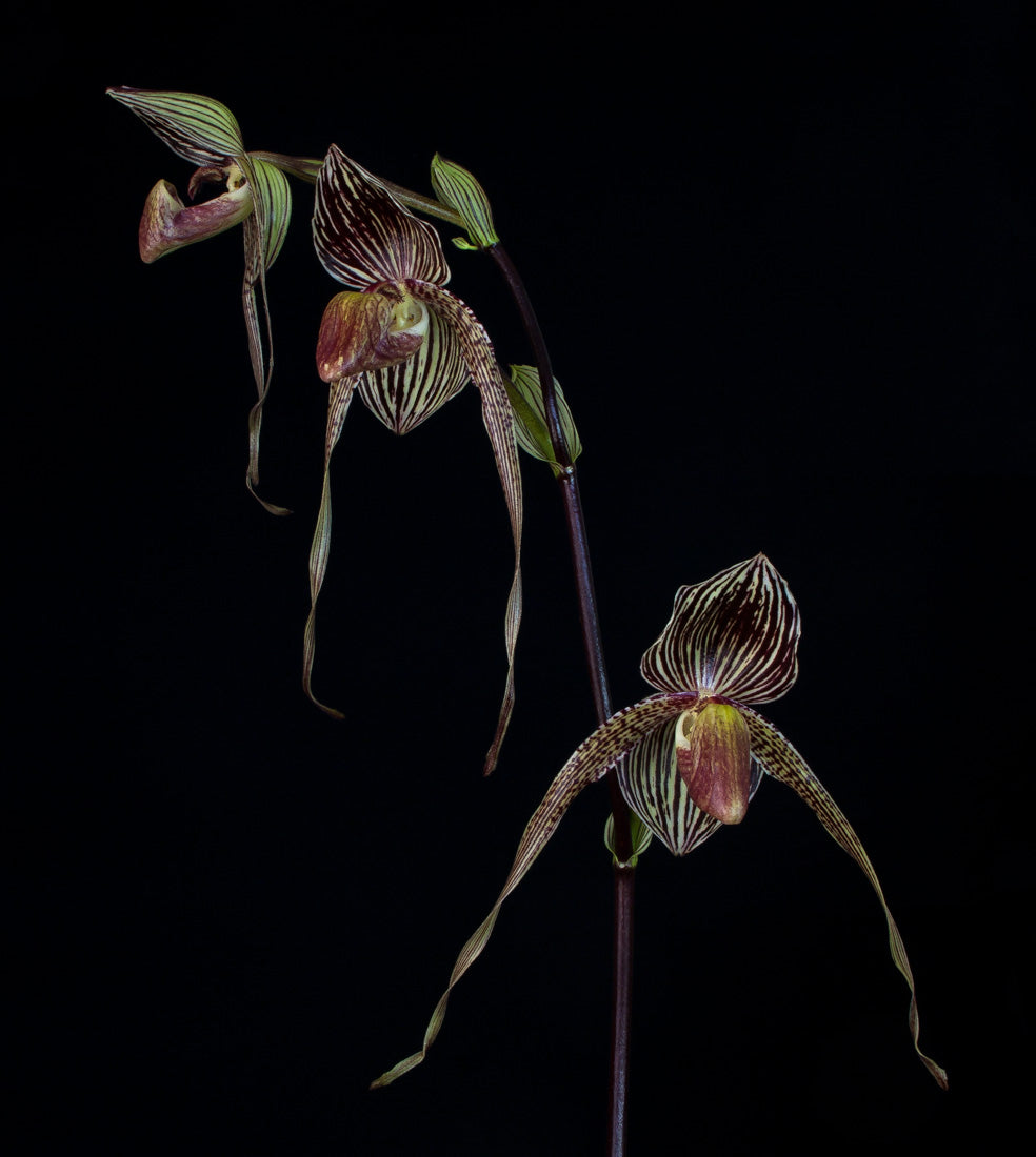 Paph Gary Romagna - Dr. Bill's Orchids, LLC