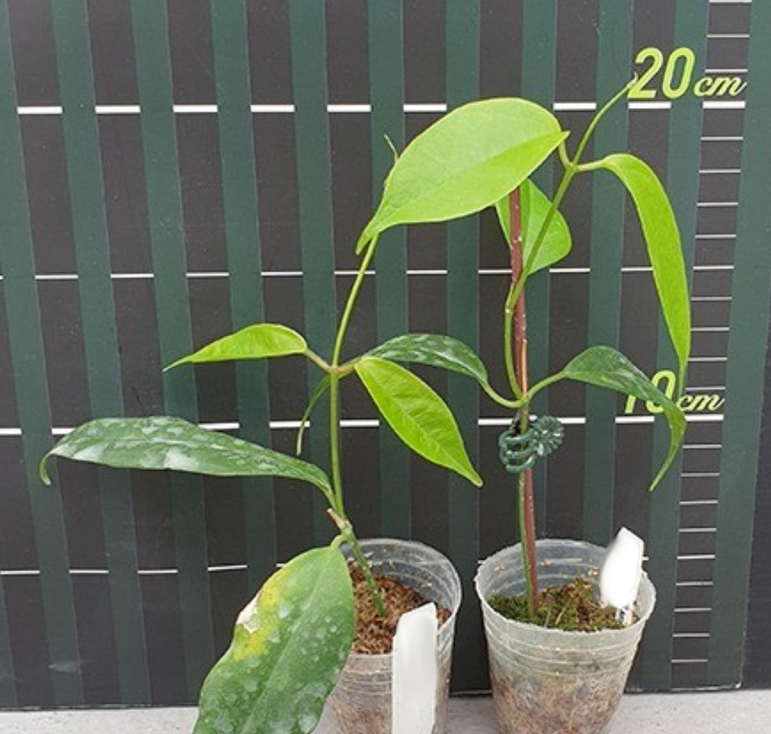 Hoya buotii - Dr. Bill's Orchids, LLC