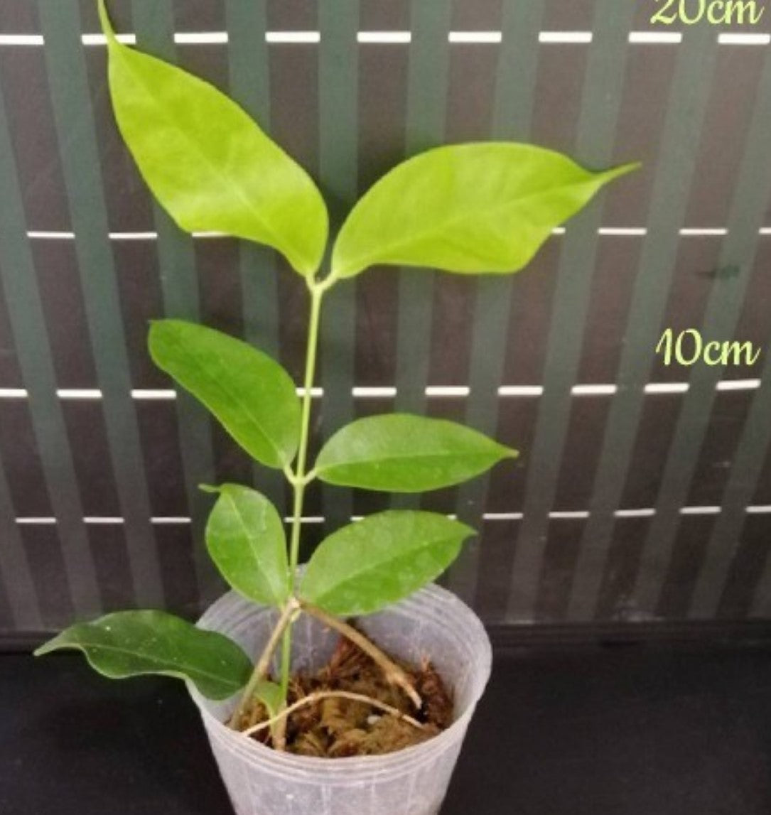 Hoya danumensis - Dr. Bill's Orchids, LLC