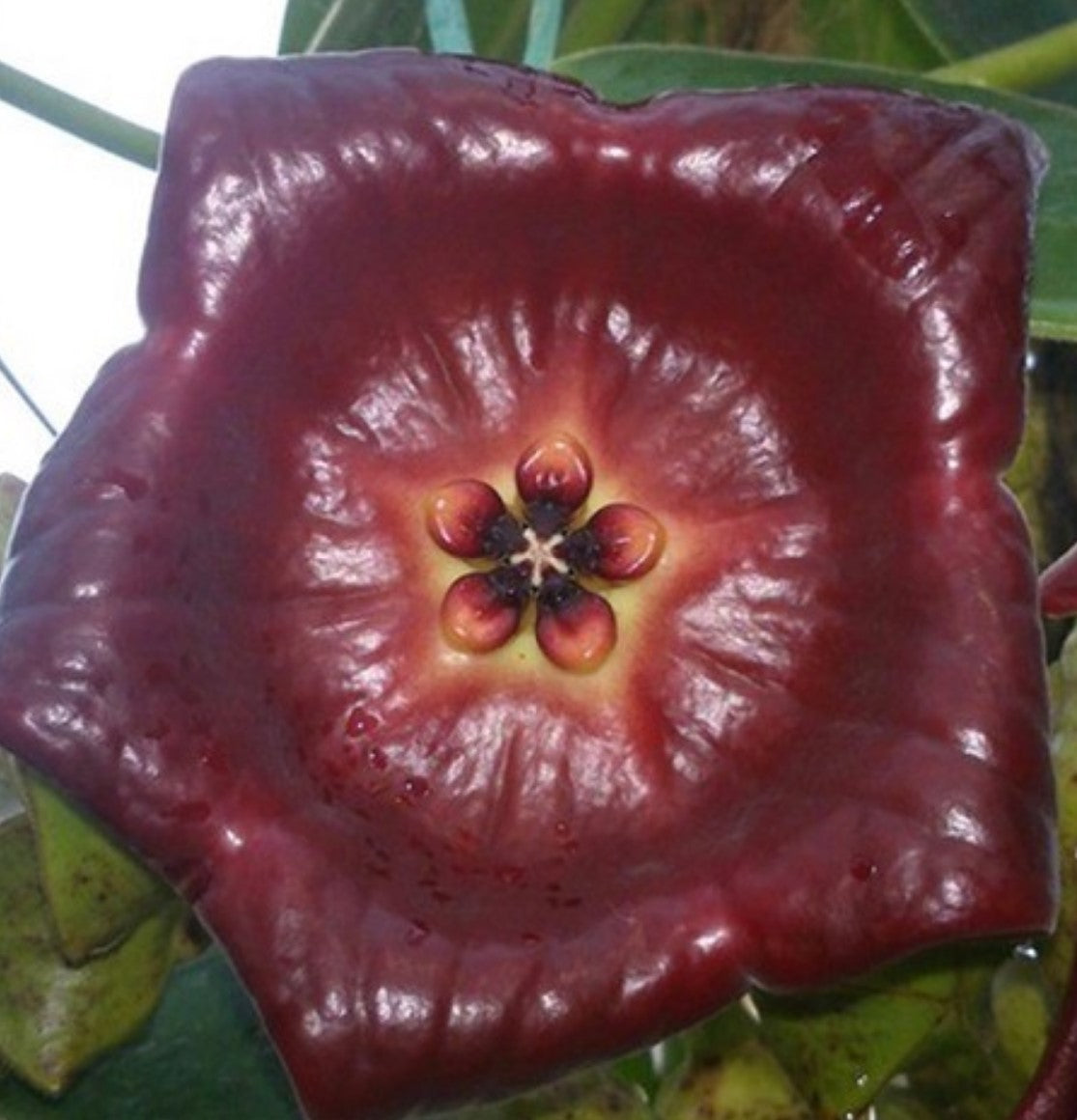 Hoya gigas - Dr. Bill's Orchids, LLC