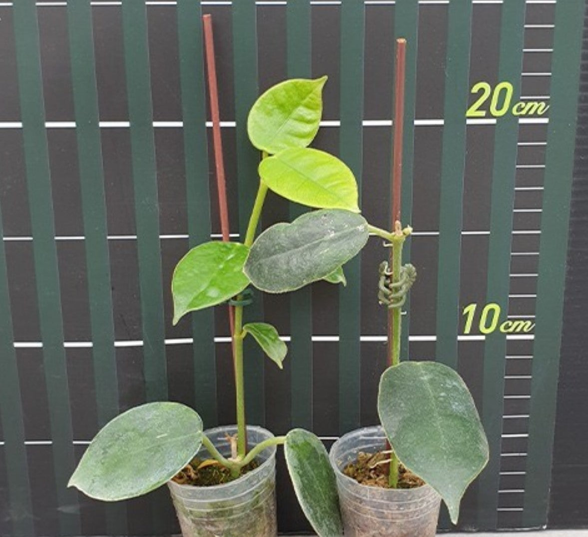 Hoya gigas - Dr. Bill's Orchids, LLC