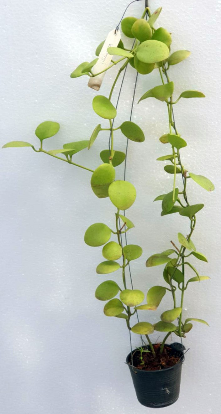 Hoya kastbergii - Dr. Bill's Orchids, LLC
