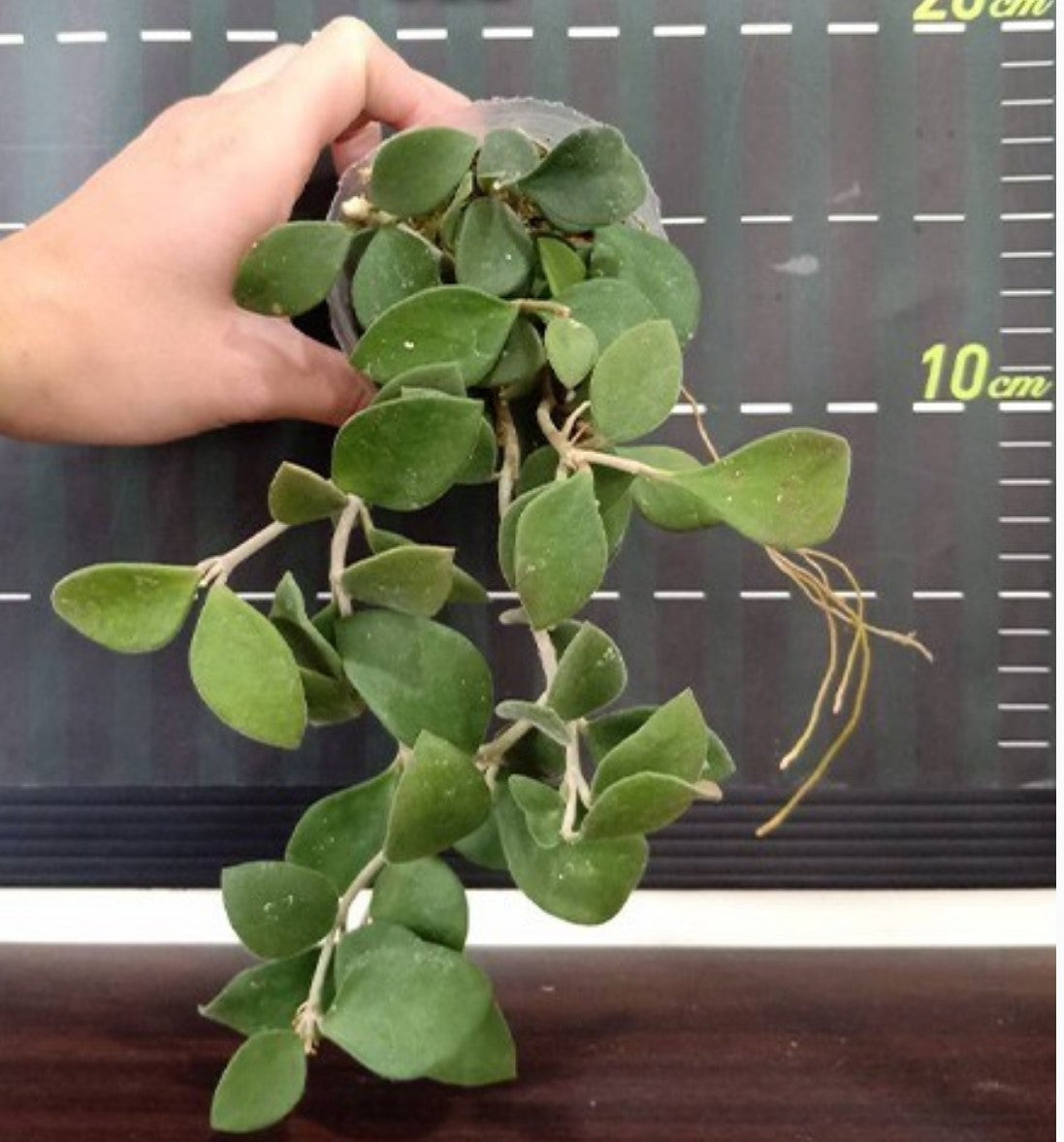 Hoya nummularioides - Dr. Bill's Orchids, LLC