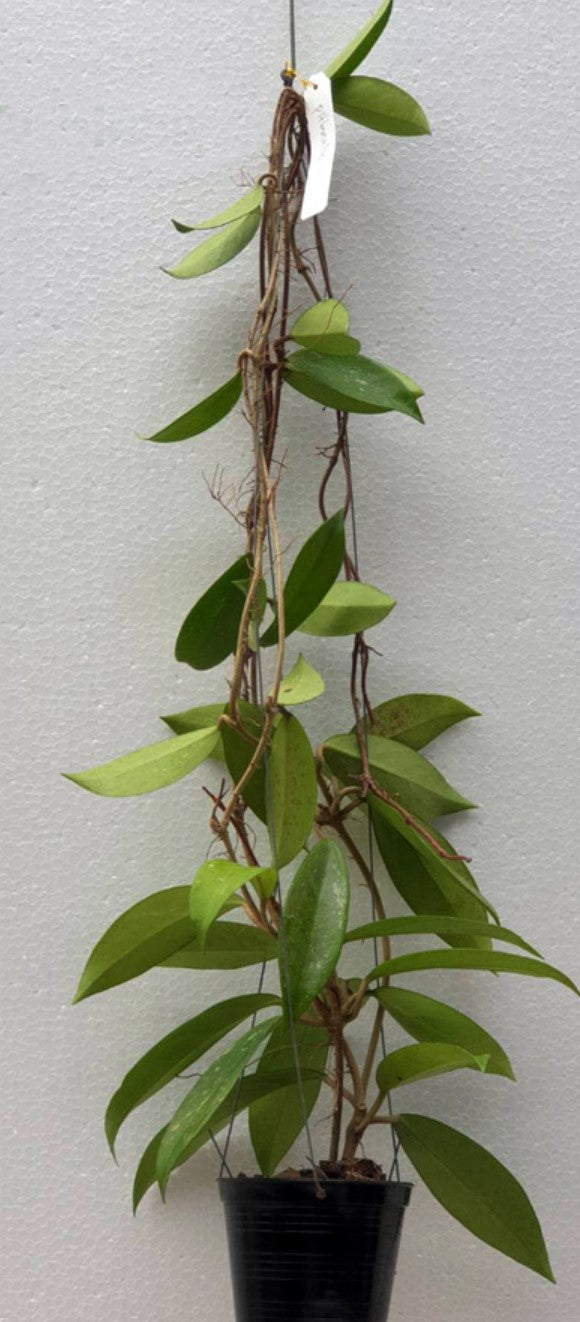 Hoya publicalyx - Dr. Bill's Orchids, LLC