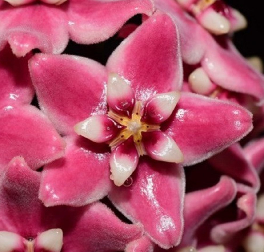 Hoya subcalva - Dr. Bill's Orchids, LLC