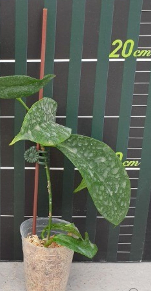 Hoya subcalva - Dr. Bill's Orchids, LLC