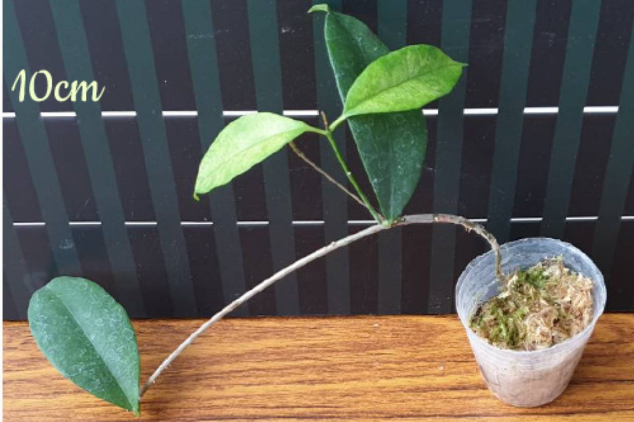 Hoya wallichii - Dr. Bill's Orchids, LLC