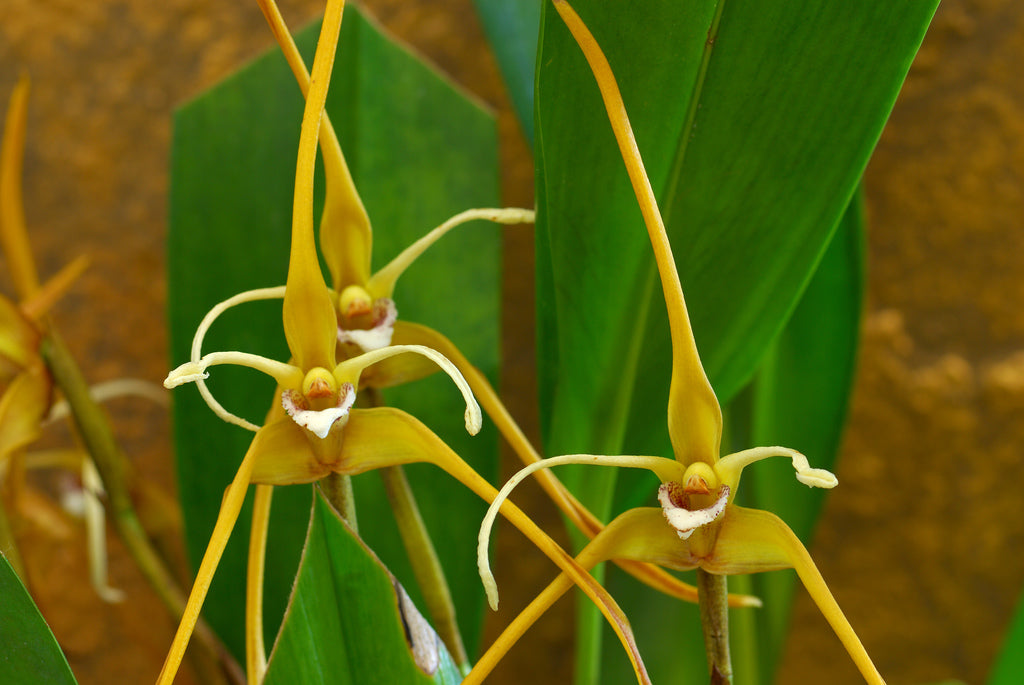 Maxillaria fractiflexa - Dr. Bill's Orchids, LLC