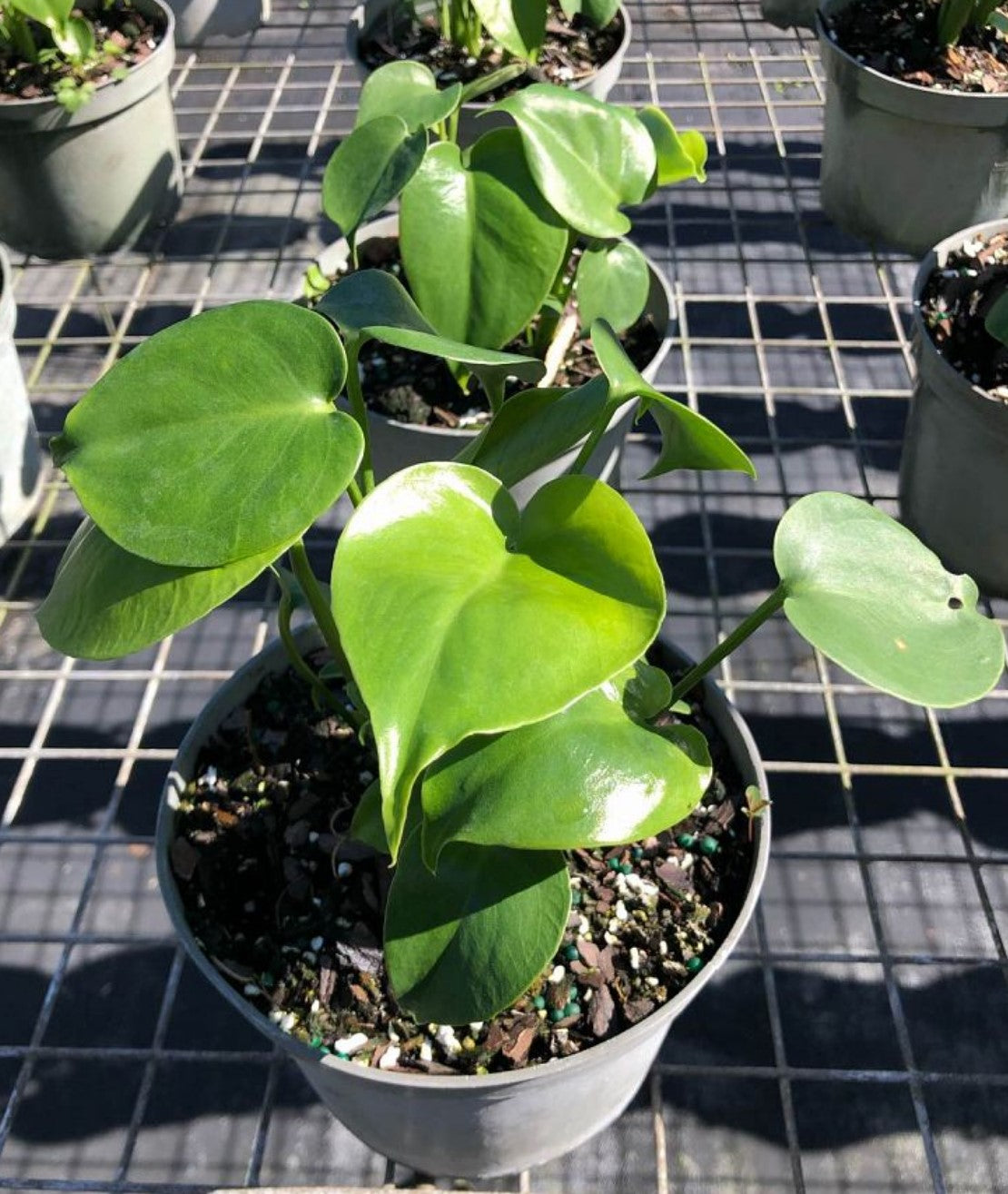Monstera deliciosa - Dr. Bill's Orchids, LLC