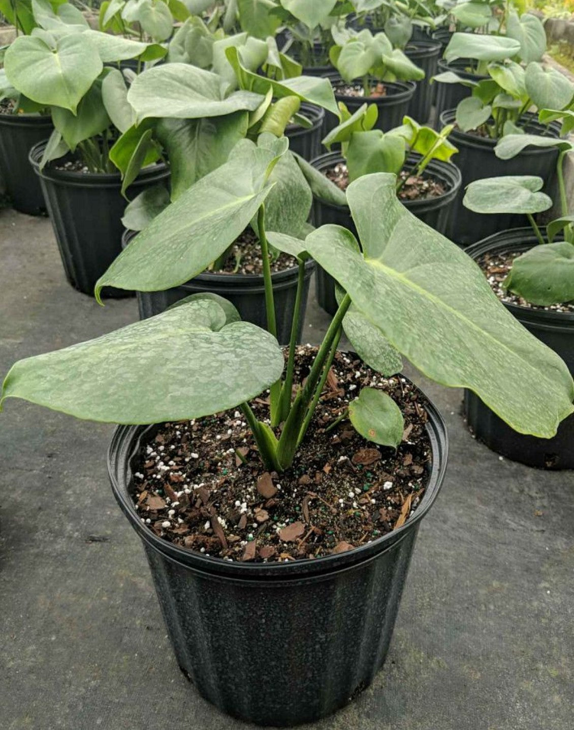 Monstera deliciosa - Dr. Bill's Orchids, LLC