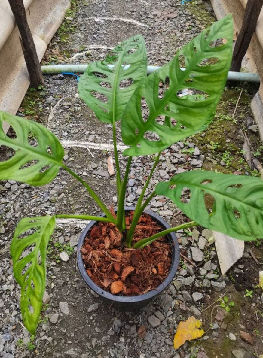 Monstera lechleriana - Dr. Bill's Orchids, LLC