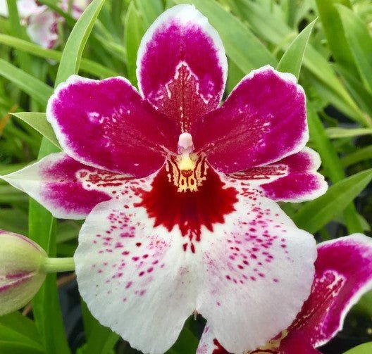 Odtna. Clair 'Big Girl' - Dr. Bill's Orchids, LLC