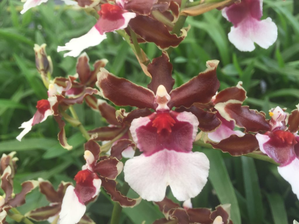 Oncda. Pacific Pagan 'Kilauea' - Dr. Bill's Orchids, LLC