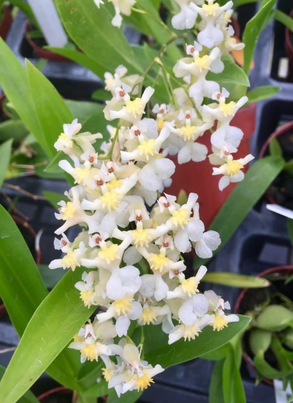 Oncidium Twinkle 'Fragrance Fantasy' SQ/JOGA - Dr. Bill's Orchids, LLC