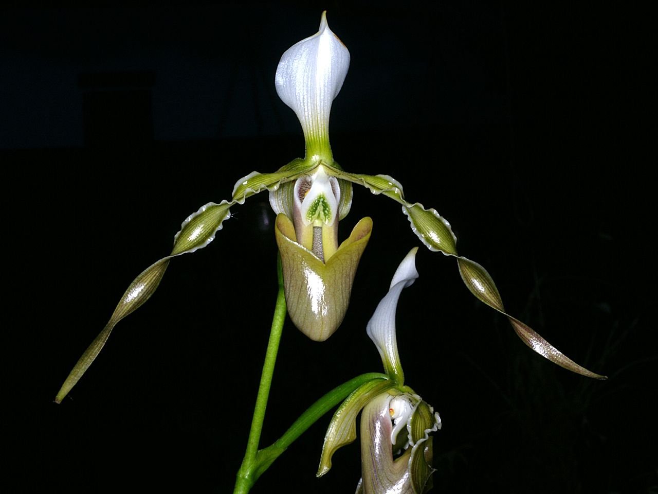 Paph dianthum - Dr. Bill's Orchids, LLC