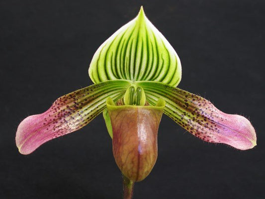 Paph urbanianum x sib ('Shine and Glory' x 'Chocolate Mousse') - Dr. Bill's Orchids, LLC