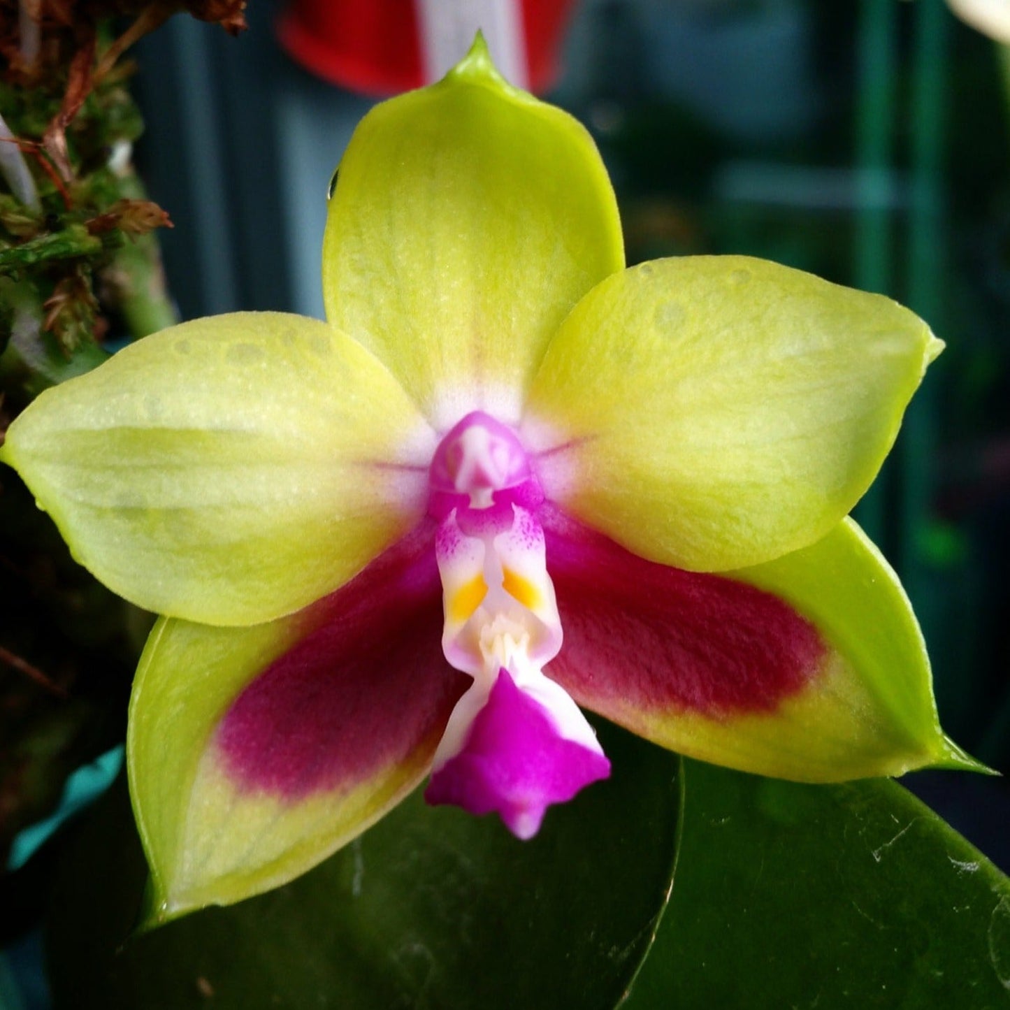Phal KS Happy Eagle - Dr. Bill's Orchids, LLC