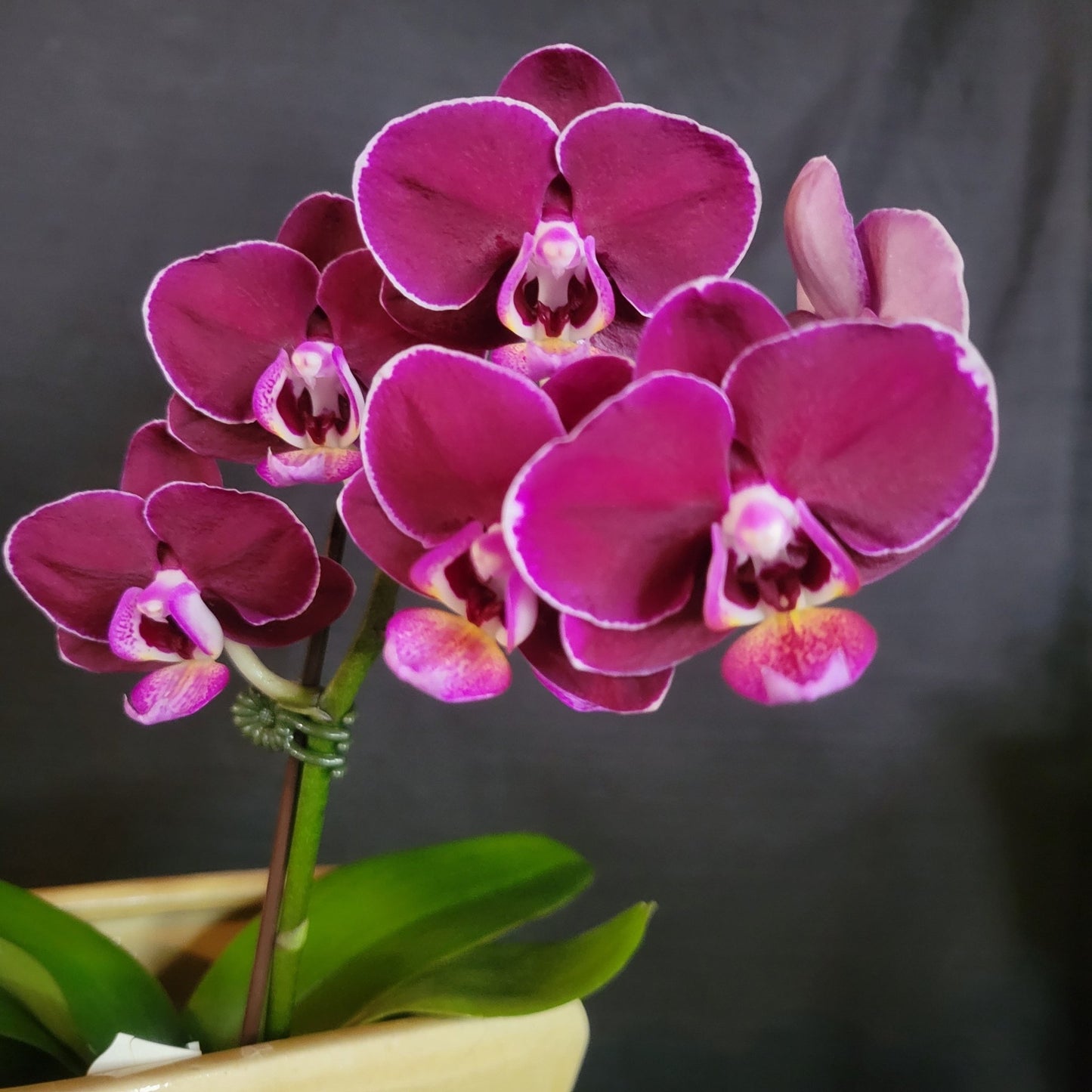 Phal Star Little Charlie 'M273' - Dr. Bill's Orchids, LLC