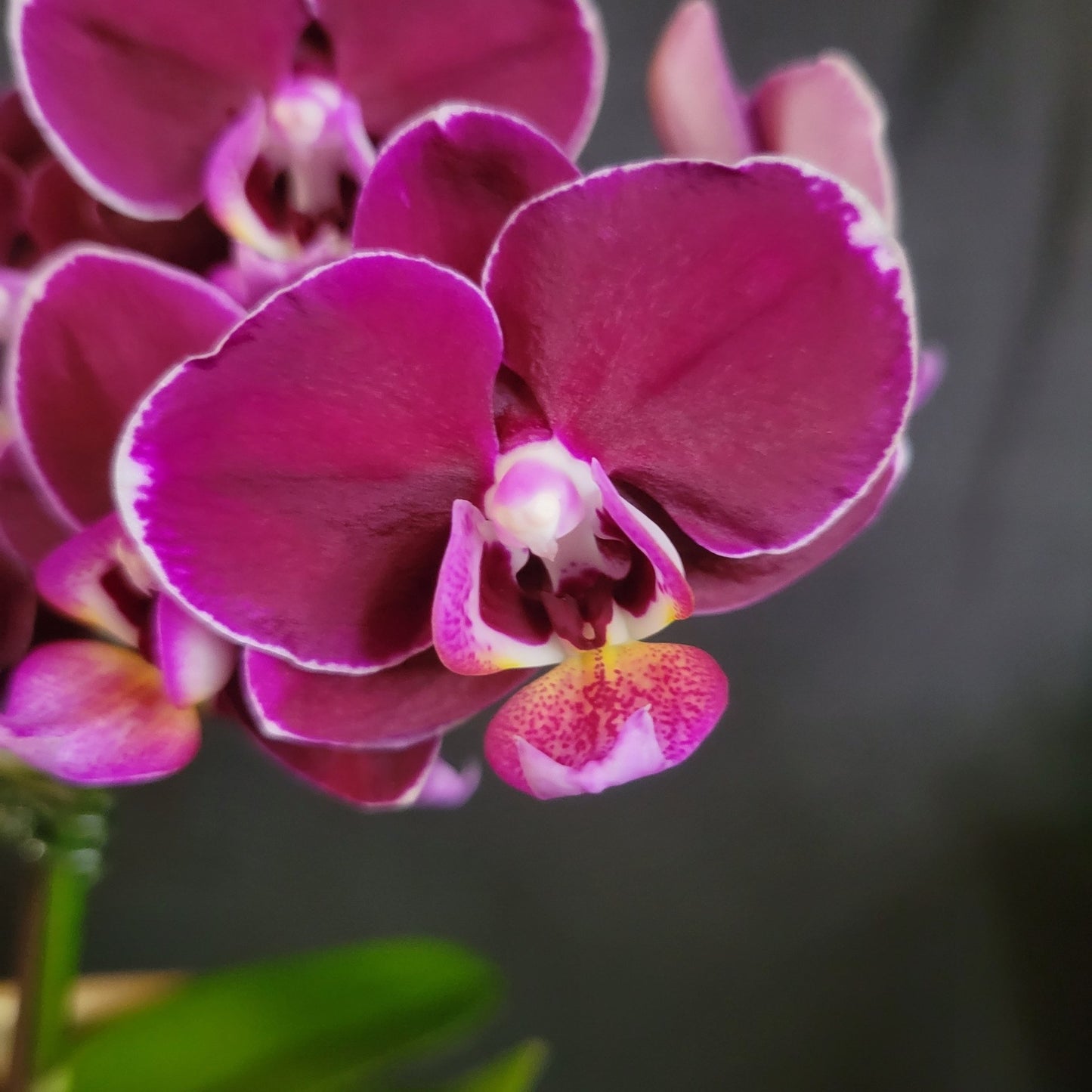 Phal Star Little Charlie 'M273' - Dr. Bill's Orchids, LLC
