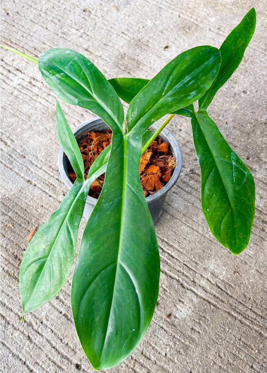 Philodendron 69686 - Dr. Bill's Orchids, LLC