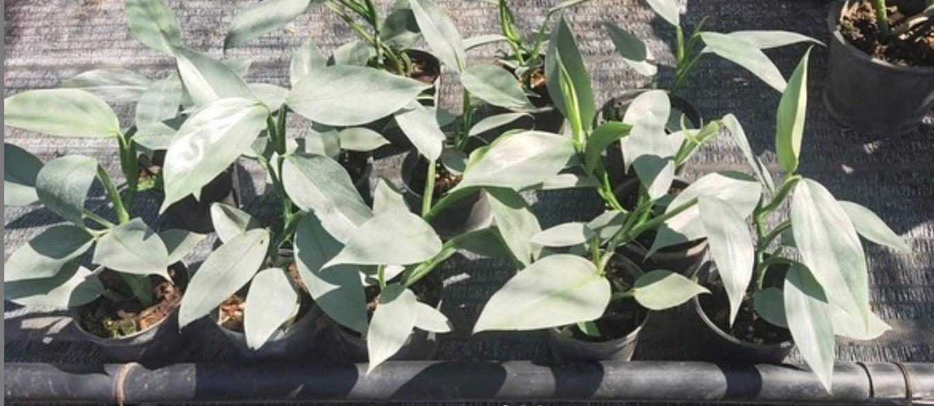 Philodendron hastatum - Dr. Bill's Orchids, LLC