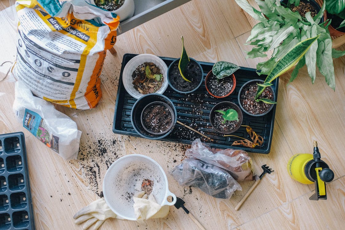 Plant Consultation- In person - Dr. Bill's Orchids, LLC