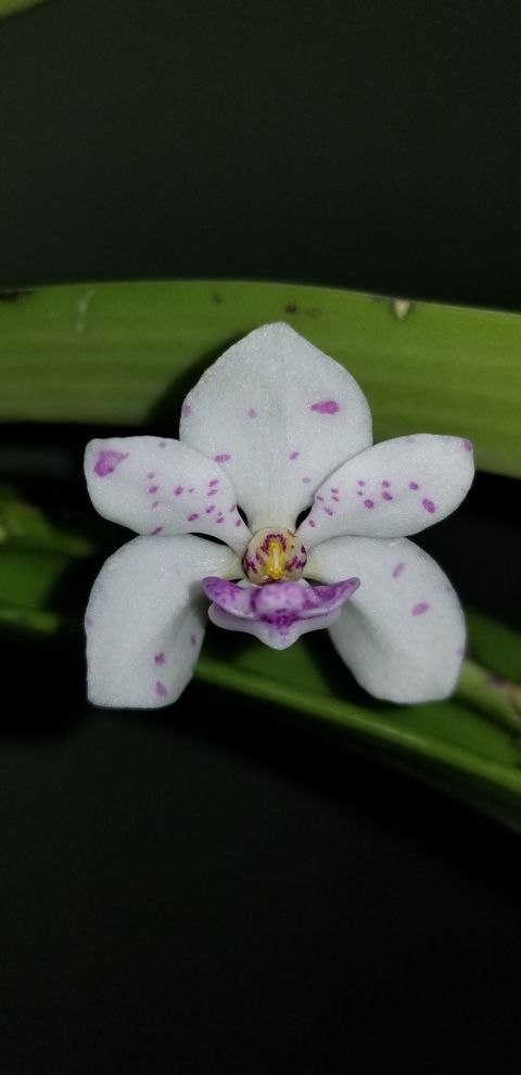 Rhynchostylis gigantea SPOTTED - Dr. Bill's Orchids, LLC