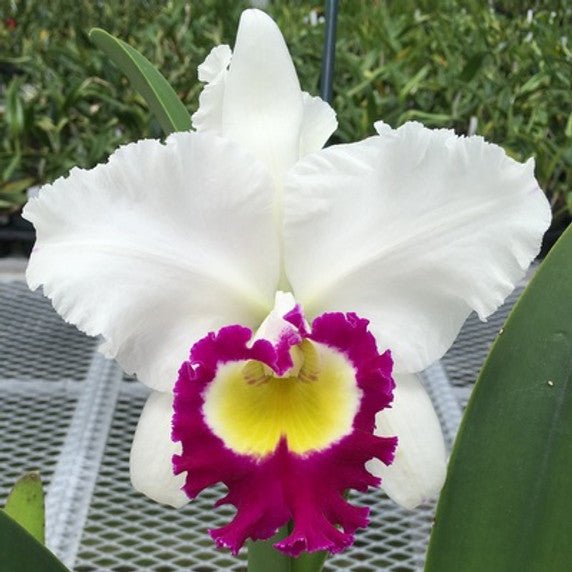 Rlc. Blanche Aisaka 'Yuki' FCC/AOS - Dr. Bill's Orchids, LLC