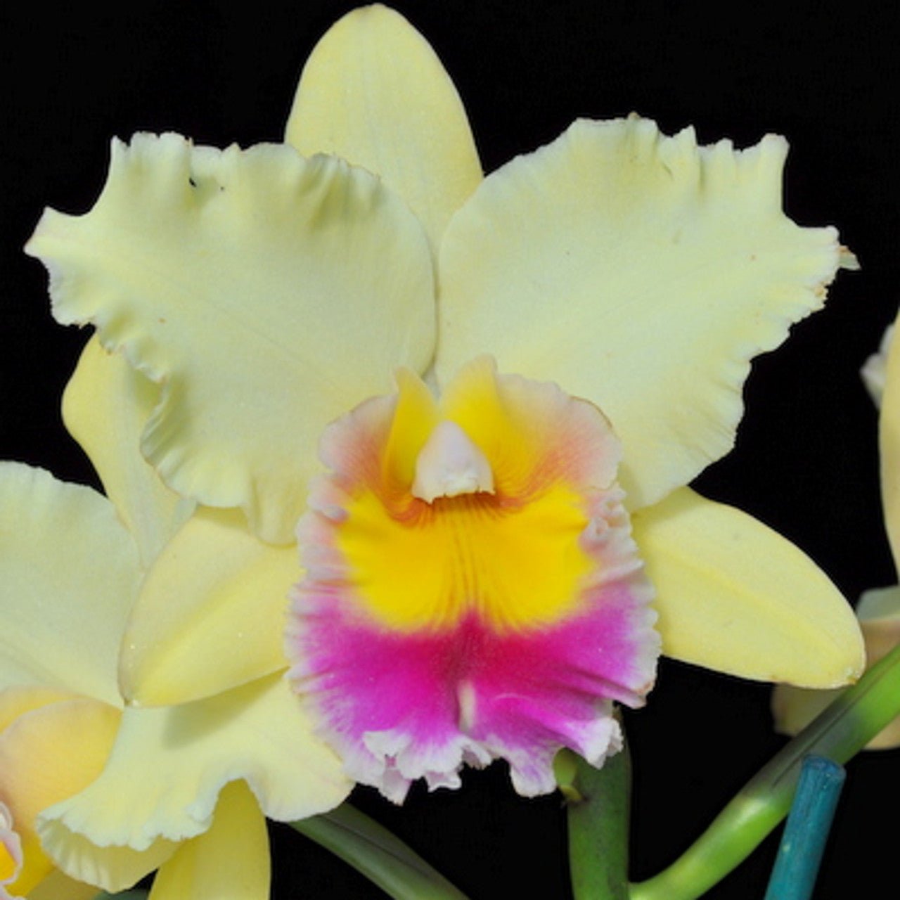 Rlc. Mieko Araki 'Volcano Queen' - Dr. Bill's Orchids, LLC