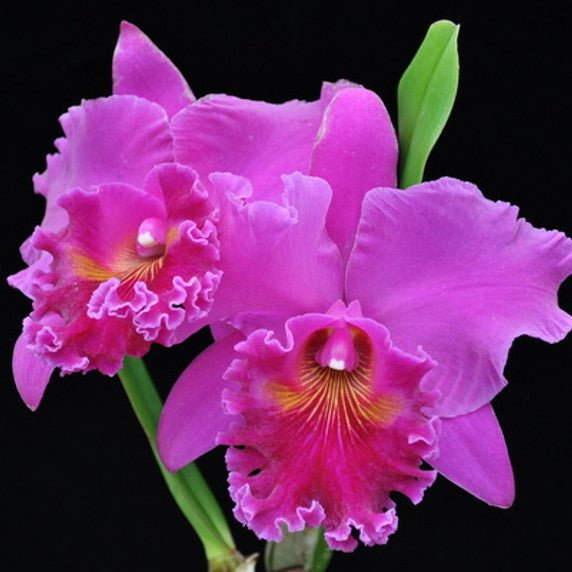 Rlc. Mitsuo Akatsuka 'Volcano Queen' - Dr. Bill's Orchids, LLC