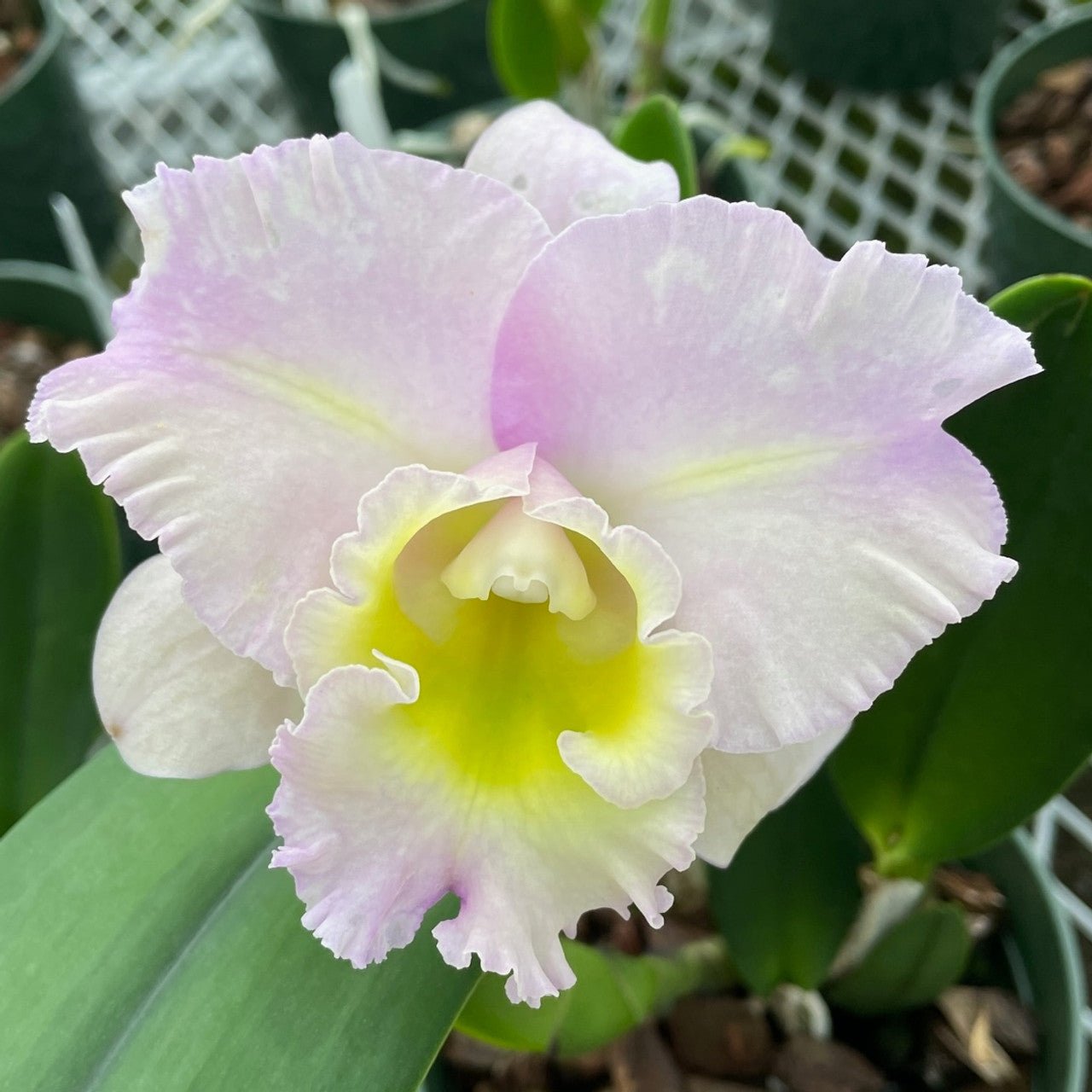 Rlc. Sebastian Pete 'Volcano Queen' - Dr. Bill's Orchids, LLC