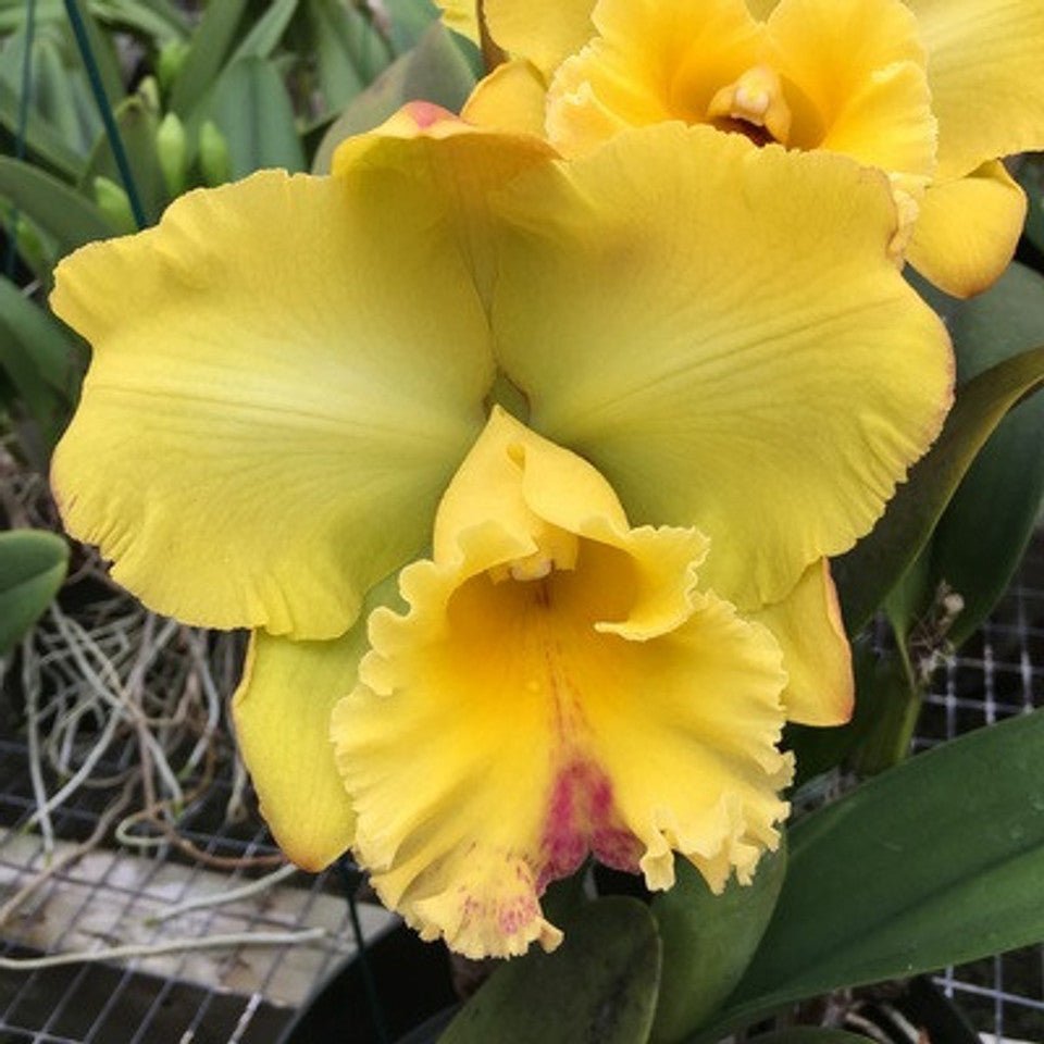 Rlc. Takeshi Akatsuka 'Volcano Sunshine' - Dr. Bill's Orchids, LLC