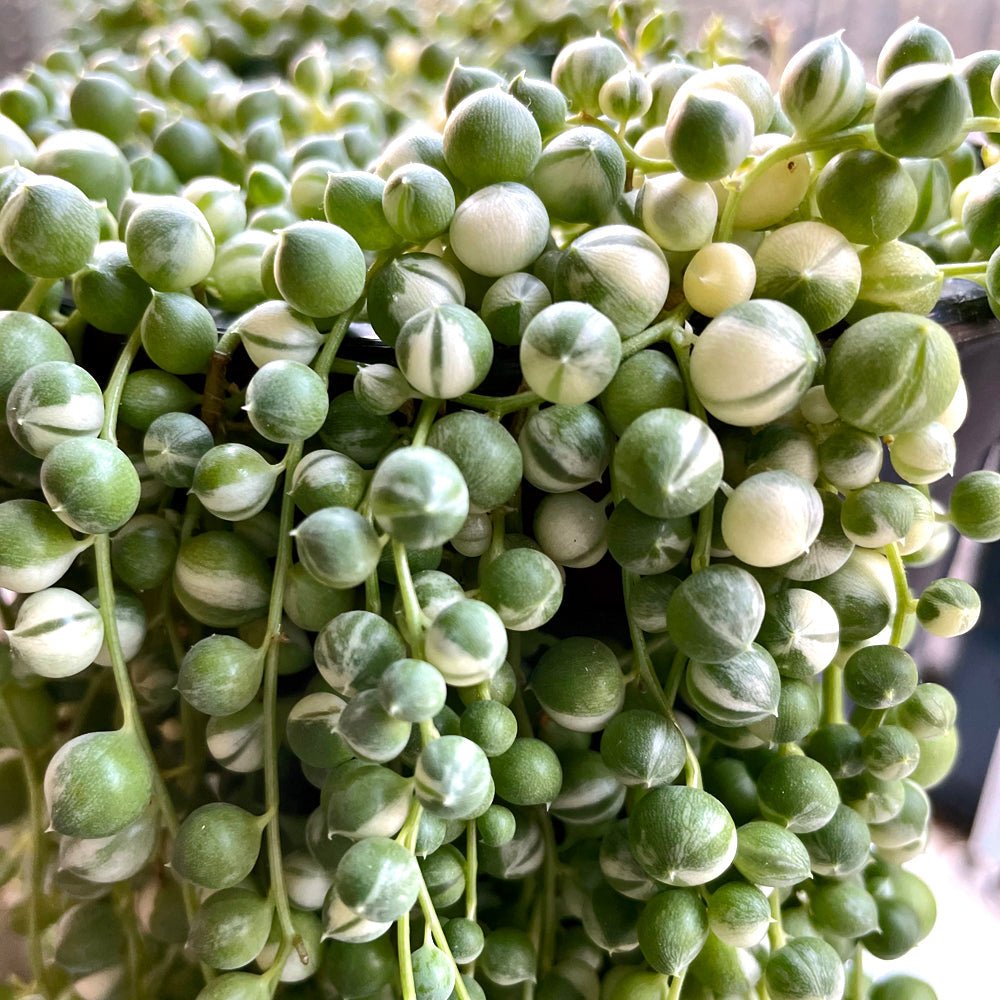 Variegated String of Pearls (Curio rowleyanus) - Dr. Bill's Orchids, LLC