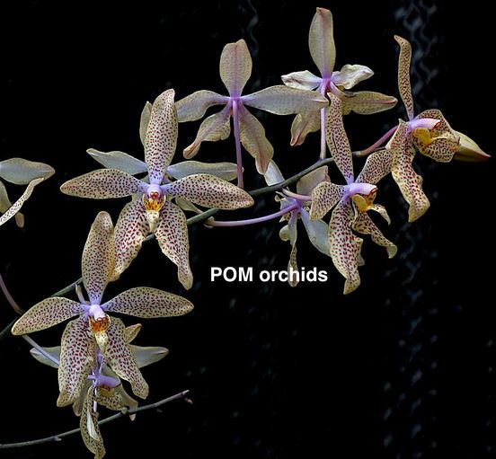 Renanthopsis Mildred Jameson - Dr. Bill's Orchids, LLC