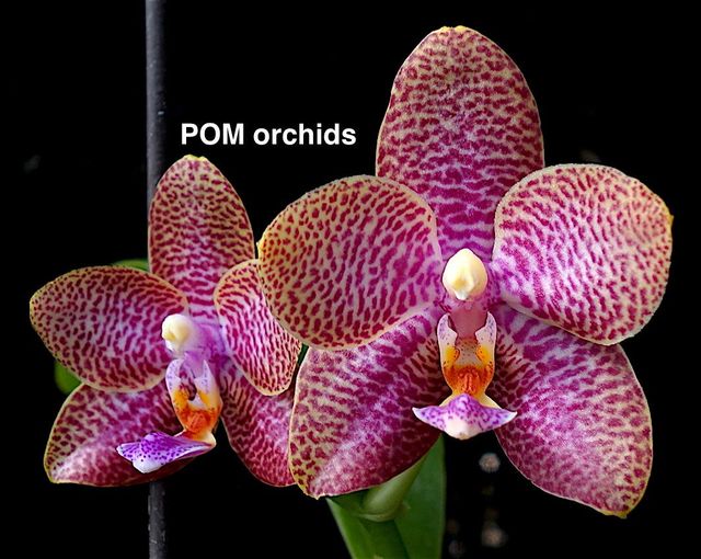 Phal (Joy Fairy Tale x LD's Bear Queen 'POM3') - Dr. Bill's Orchids, LLC