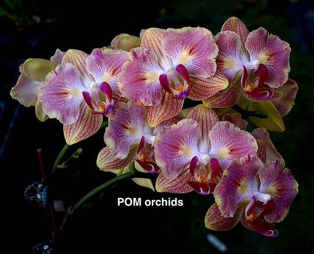 Phal Fuller's Gold Stripes 'Peloric' - Dr. Bill's Orchids, LLC