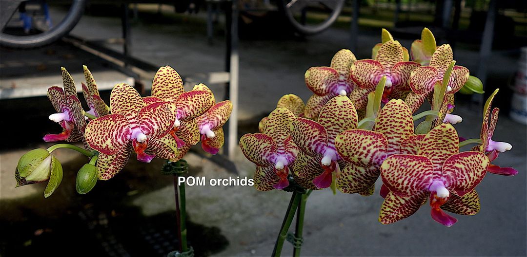 Phal Perfect Sara 'Chen' - Dr. Bill's Orchids, LLC