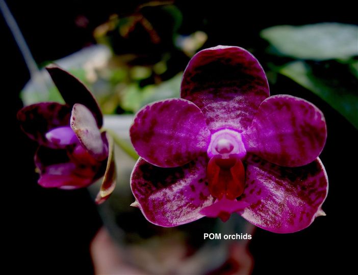 Phal I-Hsin Spot Eagle - Dr. Bill's Orchids, LLC