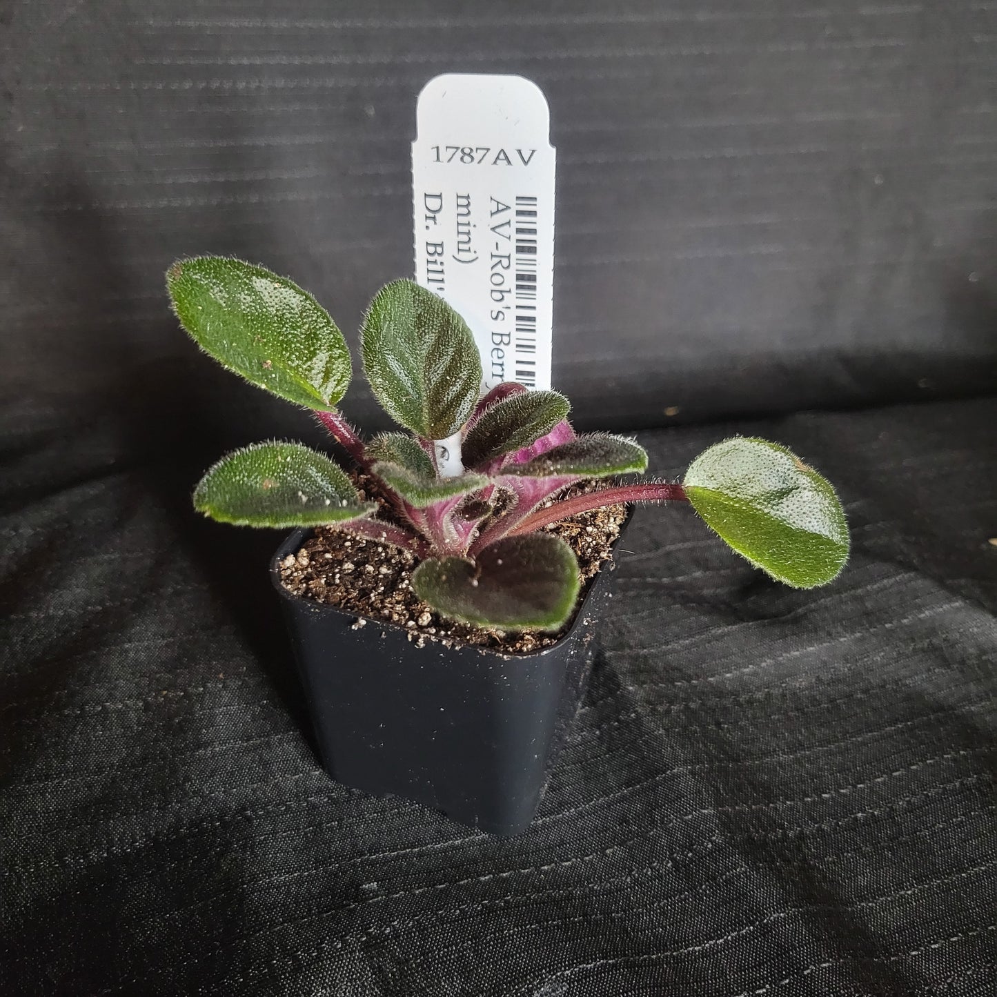 African Violet Rob's Berry Shake - Dr. Bill's Orchids, LLC