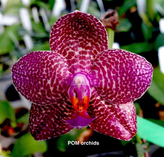 Phal Zheng Min Falcon 'POM' - Dr. Bill's Orchids, LLC