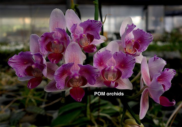 Phal Taisuco Eros 'Peloric' - Dr. Bill's Orchids, LLC