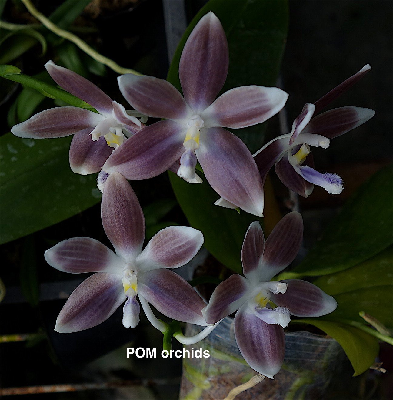 Phal speciosa 'Lilac' (syn tetraspis, tetraspis fma speciosa) - Dr. Bill's Orchids, LLC