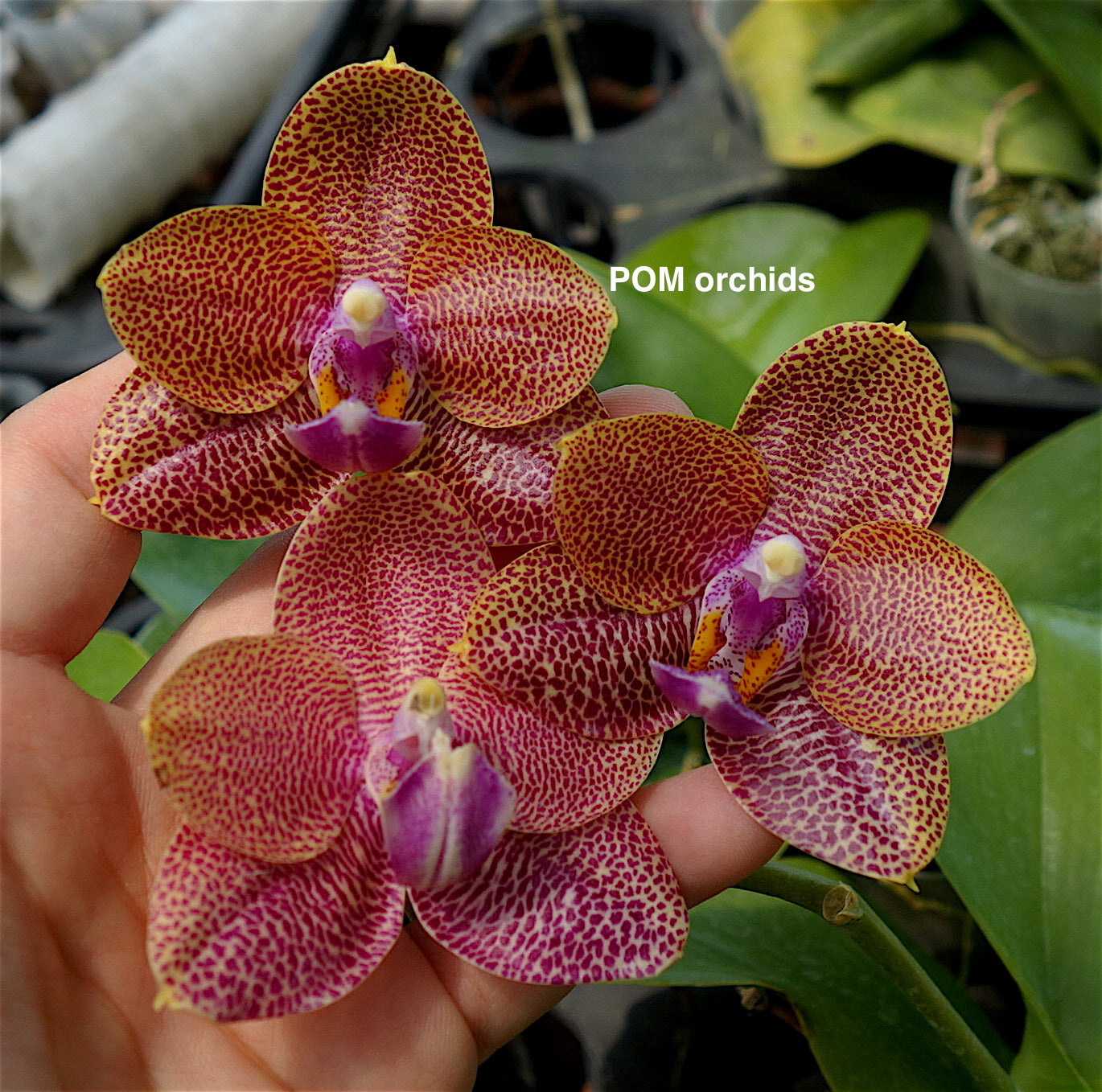 Phal Mituo King 'M92' - Dr. Bill's Orchids, LLC