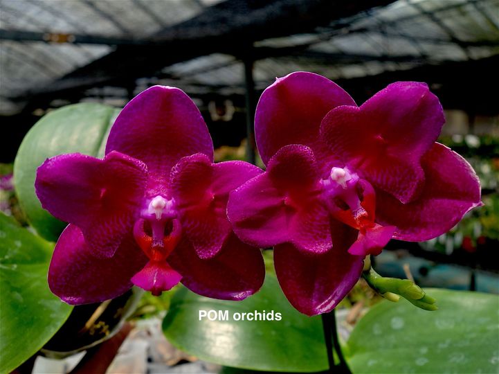 Phal Mituo King 'Big Pink -peloric' - Dr. Bill's Orchids, LLC
